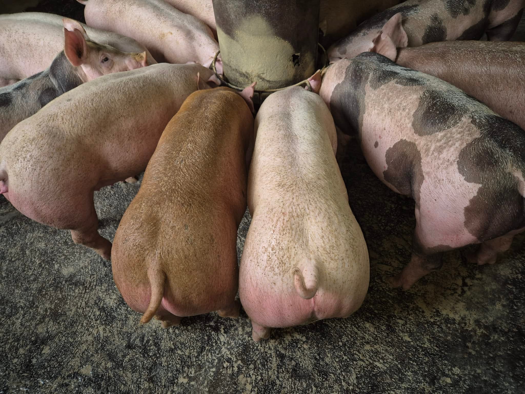 Hogs gathered around a feeder at Ramirez Farm