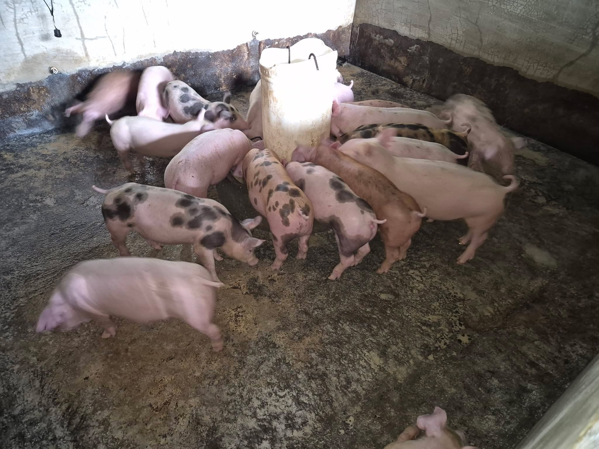 Hogs at Ramirez Farm in Sariaya, Quezon